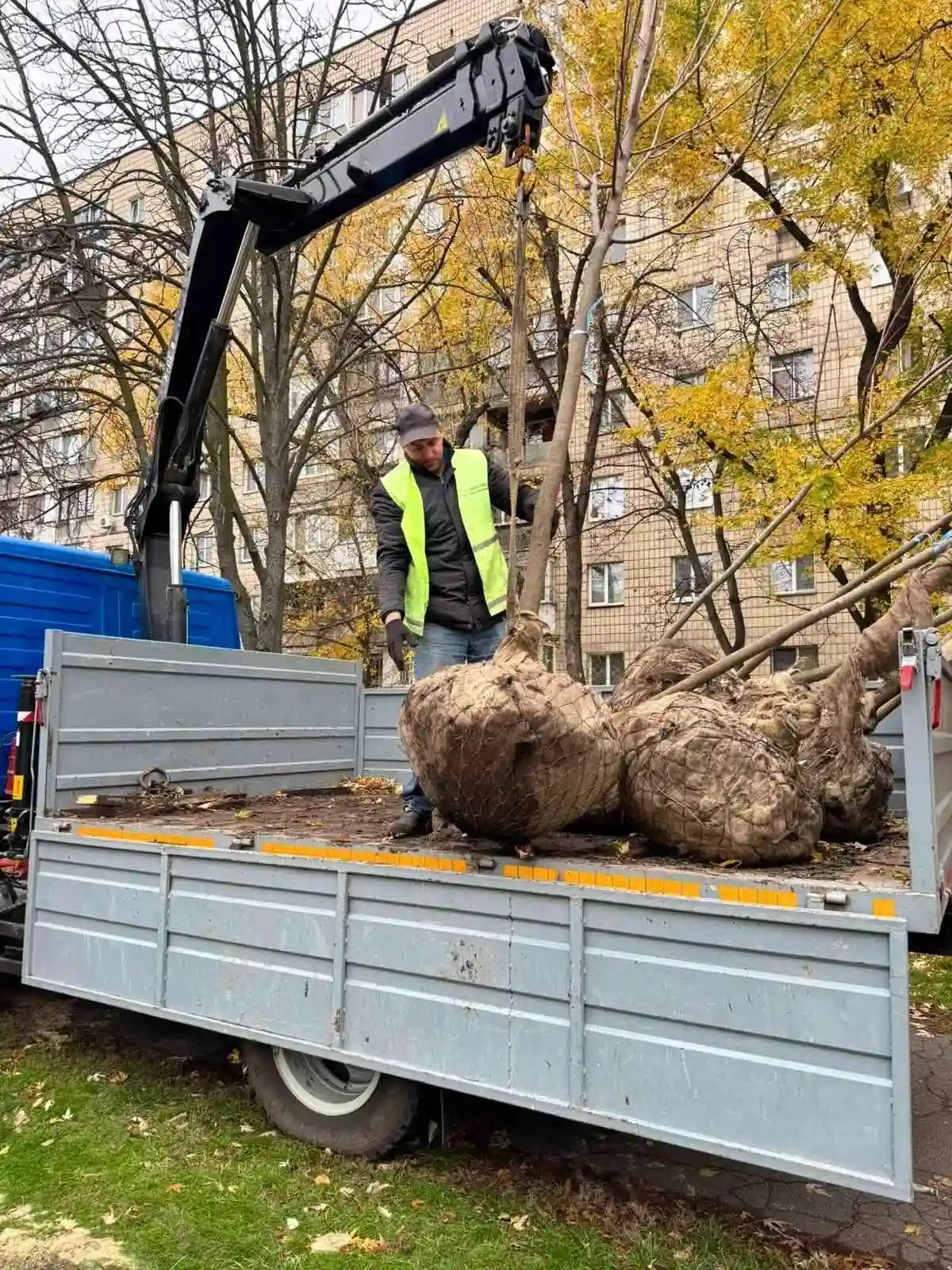 У Києві висадили нові дерева: клени та липи з’явилися у двох районах столиці