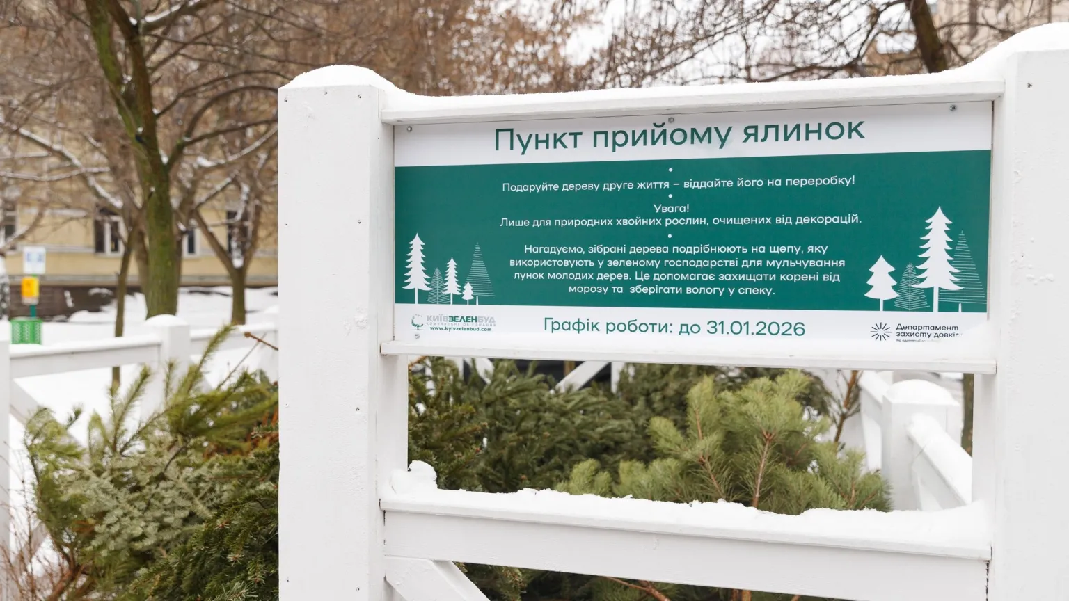 Друге життя святкових дерев: як столиця утилізує новорічні хвойні